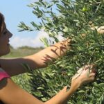 Cara bergabung dengan panen zaitun Italia